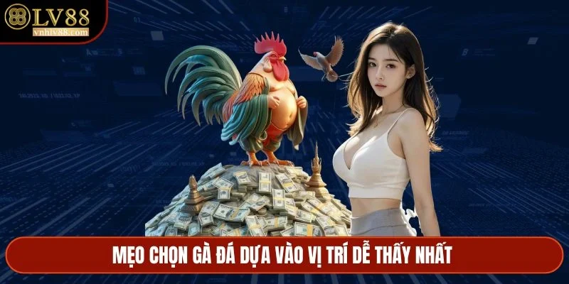 Mẹo chọn gà đá dựa vào vị trí dễ thấy nhất&nbsp;