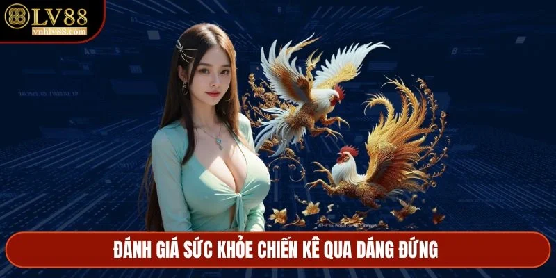 Đánh giá sức khỏe chiến kê qua dáng đứng&nbsp;